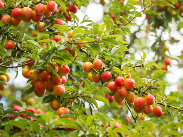 Ripe cherry plum on branches in Kaliningrad region, Russia