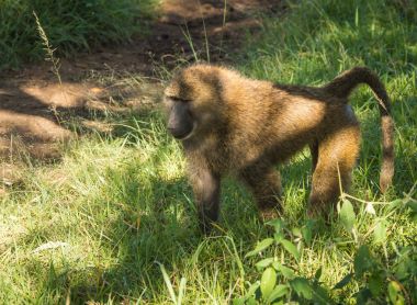 Maymun Babunlar Gölü Nakuru Kenya yakın: