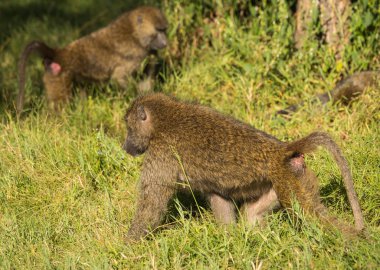 Maymun Babunlar Gölü Nakuru Kenya yakın: