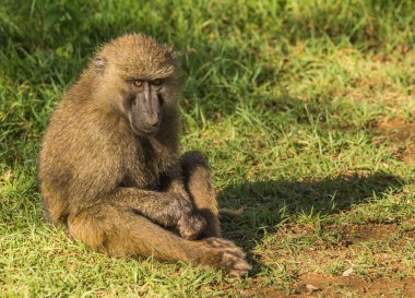 Maymun Babunlar Gölü Nakuru Kenya yakın: