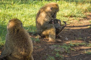 Maymun Babunlar Gölü Nakuru Kenya yakın: