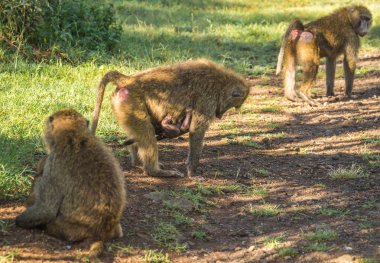 Maymun Babunlar Gölü Nakuru Kenya yakın:
