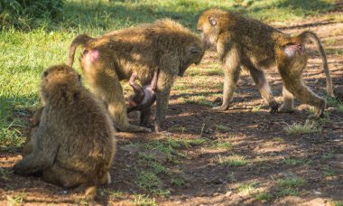 Maymun Babunlar Gölü Nakuru Kenya yakın: