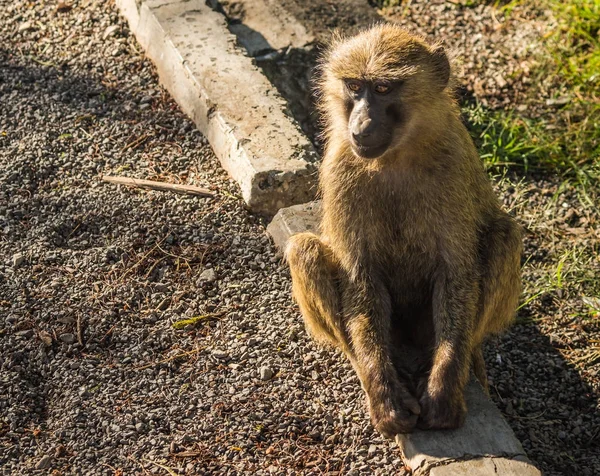 Mono babuinos cerca del lago Nakuru en Kenia — Foto de Stock