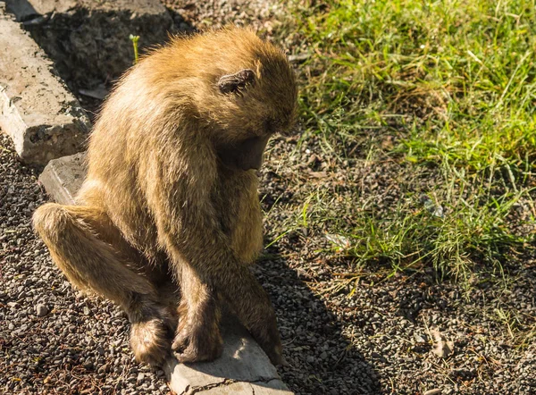 Mono babuinos cerca del lago Nakuru en Kenia — Foto de Stock