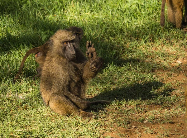 Mono babuinos cerca del lago Nakuru en Kenia — Foto de Stock