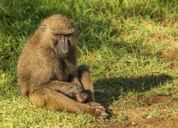 Mono babuinos cerca del lago Nakuru en Kenia — Foto de Stock