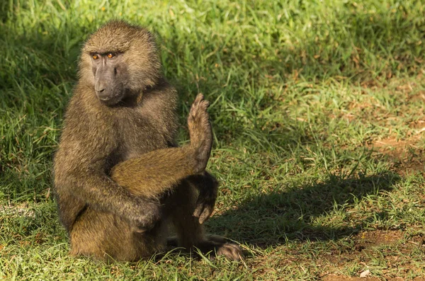 Majom páviánok közeli tó Nakuru, Kenya — Stock Fotó