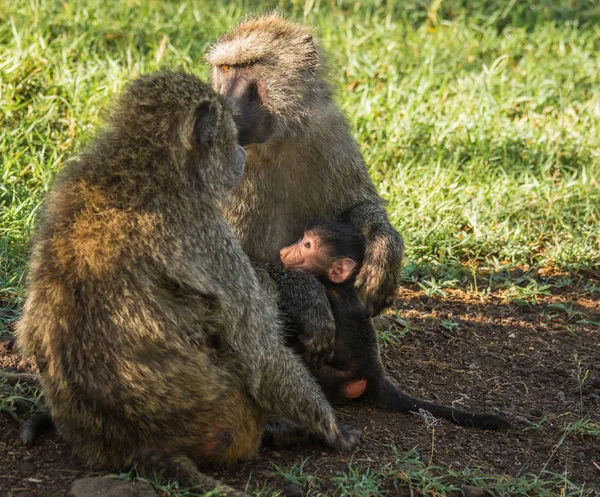 Monkey babianer nära Lake Nakuru i Kenya — Stockfoto