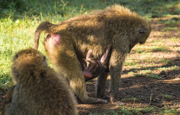 Mono babuinos cerca del lago Nakuru en Kenia — Foto de Stock