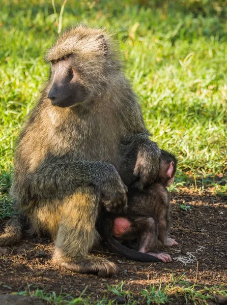 Mono babuinos cerca del lago Nakuru en Kenia — Foto de Stock