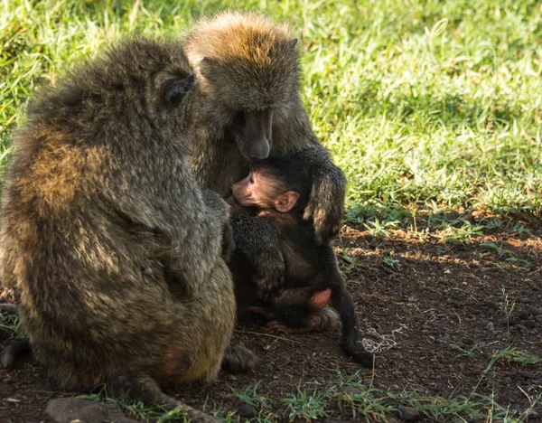 Мавпа бабуїнів поблизу озеро Накуру в Кенії — стокове фото