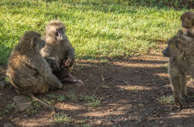Maymun Babunlar Gölü Nakuru Kenya yakın: