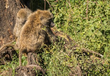 Maymun Babunlar Gölü Nakuru Kenya yakın: