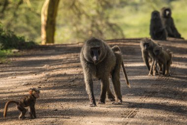 Maymun Babunlar Gölü Nakuru Kenya yakın: