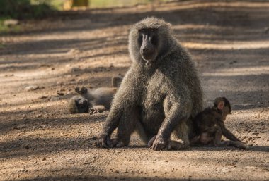 Maymun Babunlar Gölü Nakuru Kenya yakın: