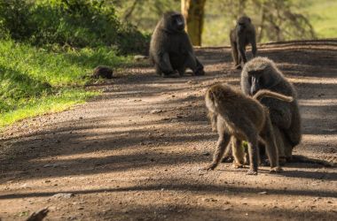 Maymun Babunlar Gölü Nakuru Kenya yakın: