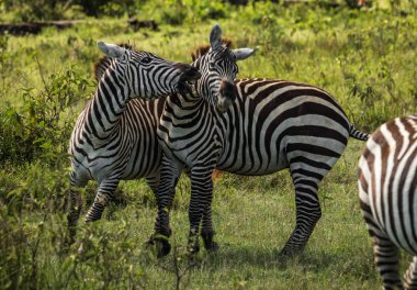 Kenya'daki Masai Mara Zebras