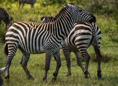 Kenya'daki Masai Mara Zebras