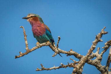 Masai Mara, Kia içinde Lila kruvaze roller