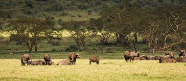 Kenya'daki Masai Mara büyük beş Buffalo'dan