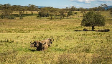 Kenya'daki Masai Mara büyük beş Buffalo'dan