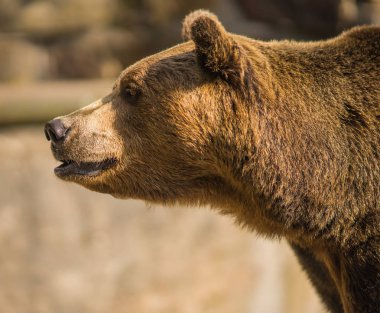 Büyük boz ayı görüntü kadar kapatın