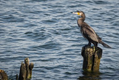 Kaliningrad bölgesi, Rusya'nın Baltık Körfezinde karabatak