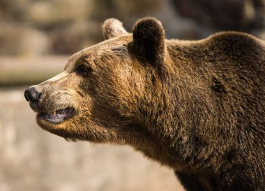 Büyük boz ayı görüntü kadar kapatın