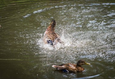 Sprey bir havuzda bulutu içinde küvet ördekler