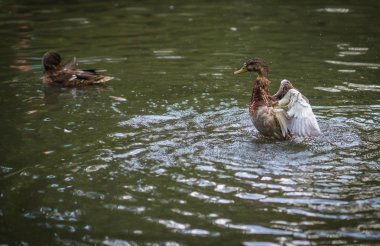 Sprey bir havuzda bulutu içinde küvet ördekler