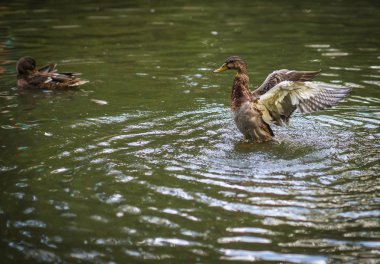 Sprey bir havuzda bulutu içinde küvet ördekler