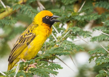 Parlak sarı weaver dalı Masai Mara, Kenya