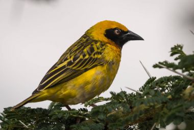 Parlak sarı weaver dalı Masai Mara, Kenya