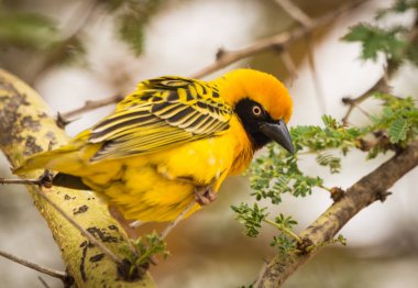 Parlak sarı weaver dalı Masai Mara, Kenya