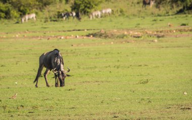 Kenya'daki Masai Mara antilop wildebeest