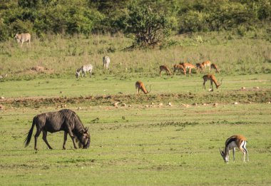 Kenya'daki Masai Mara antilop wildebeest