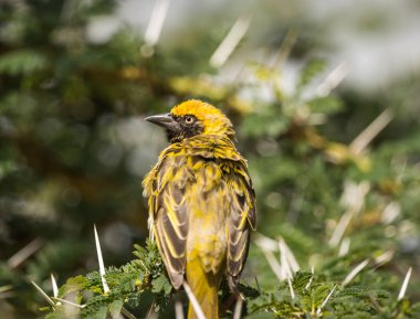 Parlak sarı weaver dalı Masai Mara, Kenya