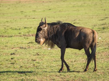 Kenya'daki Masai Mara antilop wildebeest