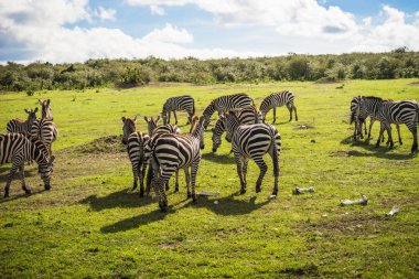 Kenya'daki Masai Mara Zebras