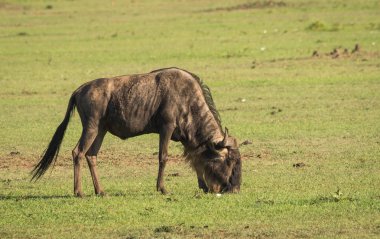 Kenya'daki Masai Mara antilop wildebeest