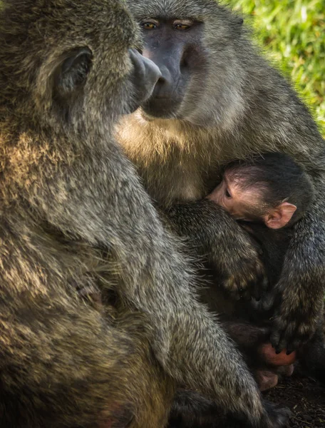 Babuínos macacos perto do Lago Nakuru no Quênia — Fotografia de Stock