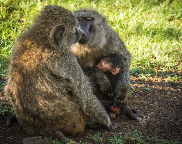 Babuínos macacos perto do Lago Nakuru no Quênia — Fotografia de Stock