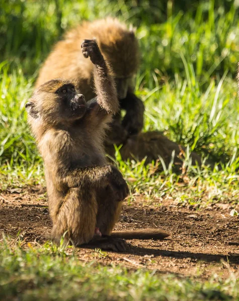 Mono babuinos cerca del lago Nakuru en Kenia — Foto de Stock