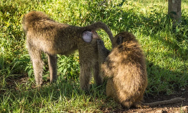 Babuini de maimuță lângă lacul Nakuru din Kenya — Fotografie, imagine de stoc