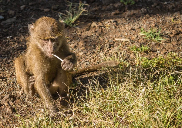 Mono babuinos cerca del lago Nakuru en Kenia — Foto de Stock