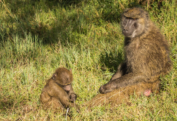 Monkey baboons near Lake Nakuru in Kenya