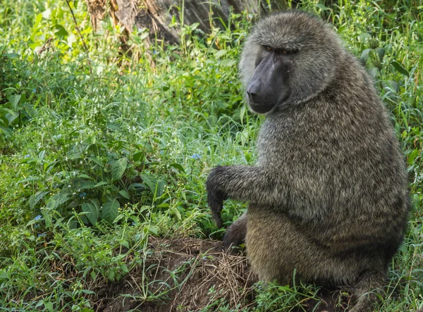 Monkey baboons near Lake Nakuru in Kenya — Stock Photo, Image