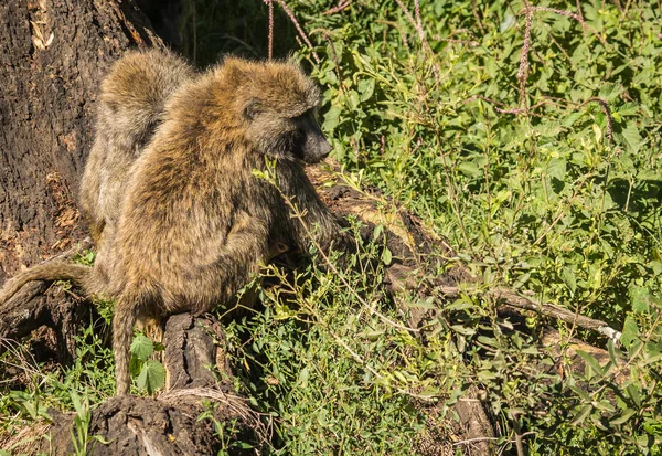 Babbuini scimmia vicino al lago Nakuru in Kenya — Foto Stock