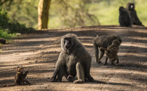 Monkey babianer nära Lake Nakuru i Kenya — Stockfoto